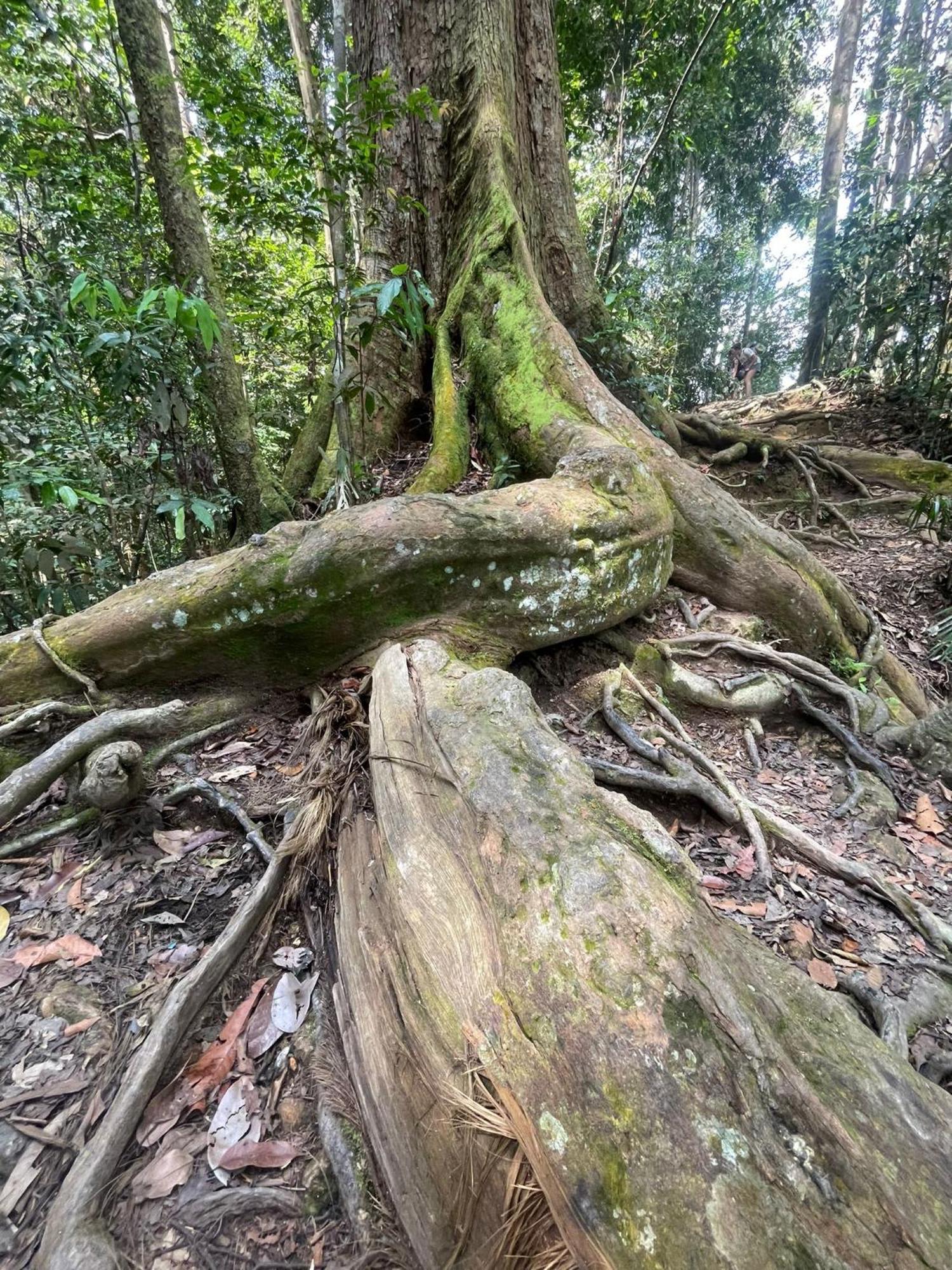 Eco Trekking Lodge, Bar & Jungle Tour'S Bukit Lawang Exteriér fotografie