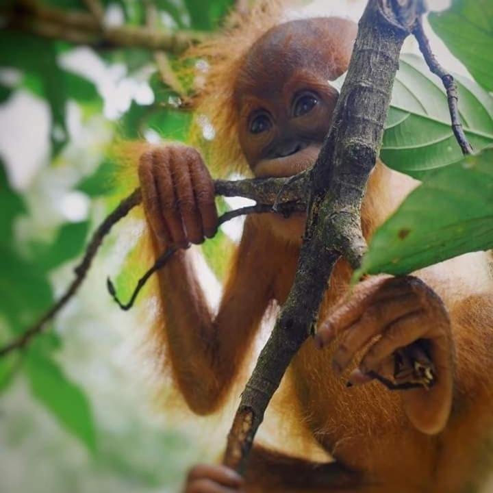 Eco Trekking Lodge, Bar & Jungle Tour'S Bukit Lawang Exteriér fotografie