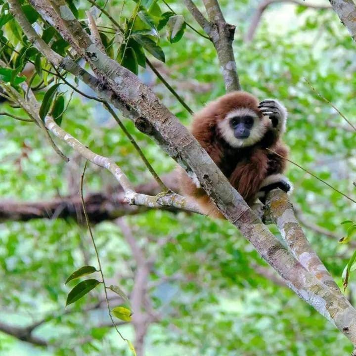 Eco Trekking Lodge, Bar & Jungle Tour'S Bukit Lawang Exteriér fotografie