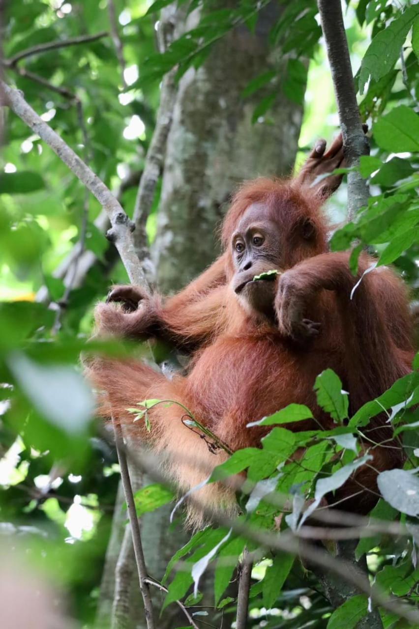 Eco Trekking Lodge, Bar & Jungle Tour'S Bukit Lawang Exteriér fotografie