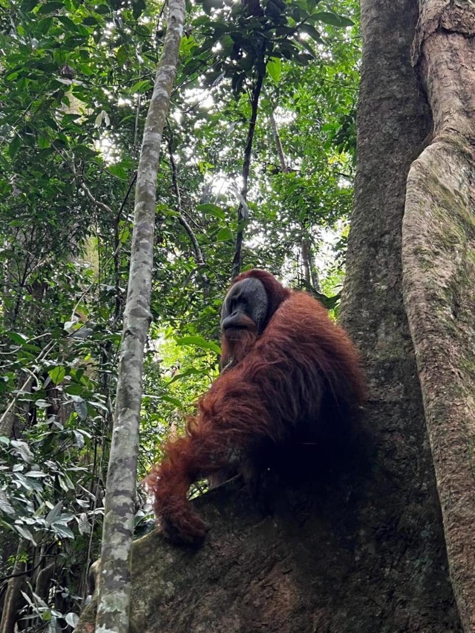 Eco Trekking Lodge, Bar & Jungle Tour'S Bukit Lawang Exteriér fotografie